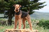 AIREDALE TERRIER 347